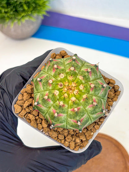 Gymnocalycium Neon (gy17) (08) | Collector’s Edition
