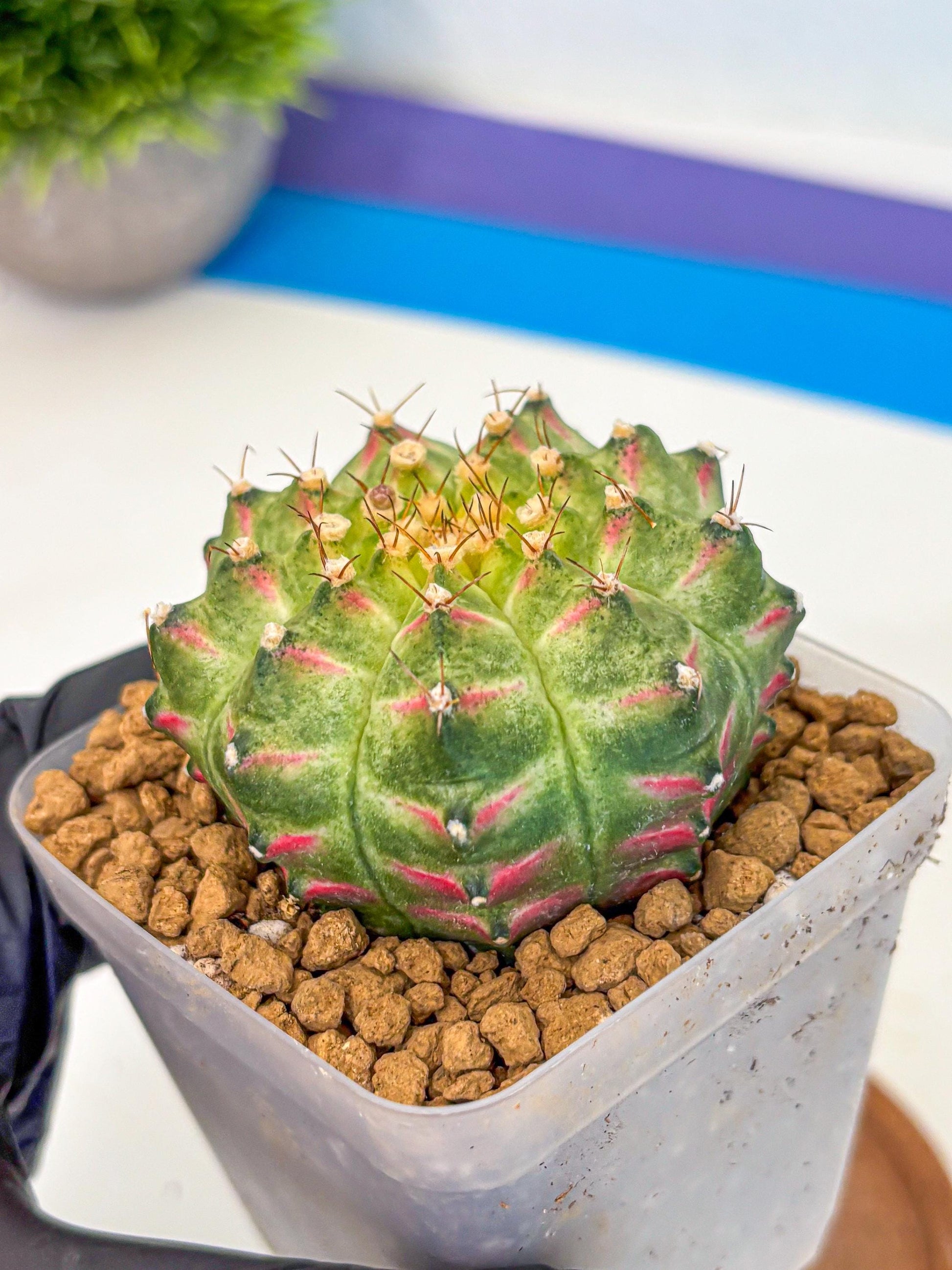 Gymnocalycium Neon (gy17) (08) | Collector’s Edition