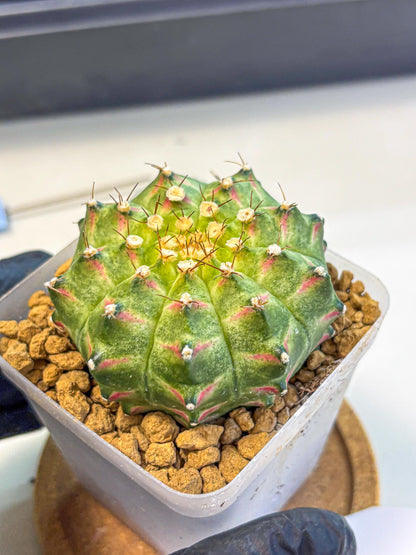 Gymnocalycium Neon (gy17) (09) | Collector’s Edition