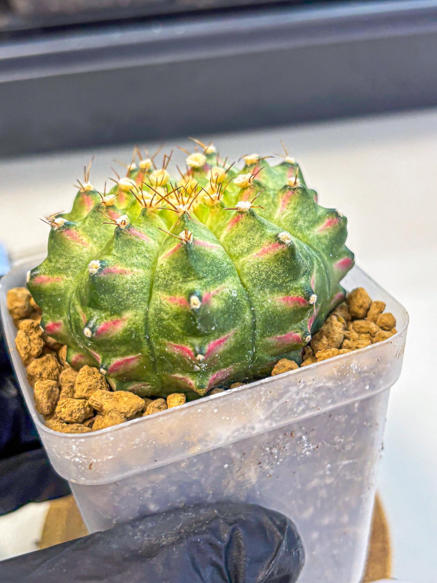 Gymnocalycium Neon (gy17) (09) | Collector’s Edition
