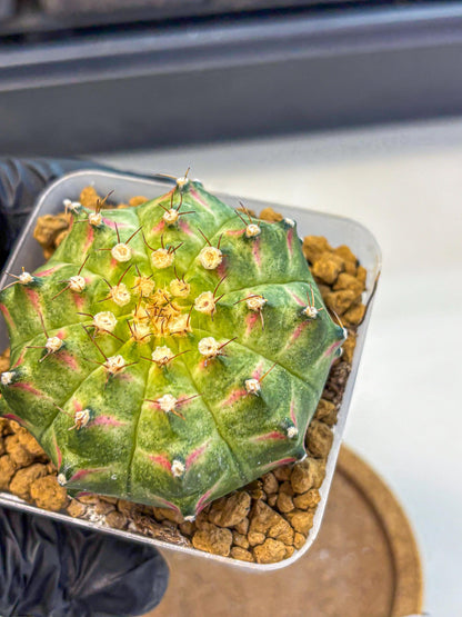 Gymnocalycium Neon (gy17) (09) | Collector’s Edition