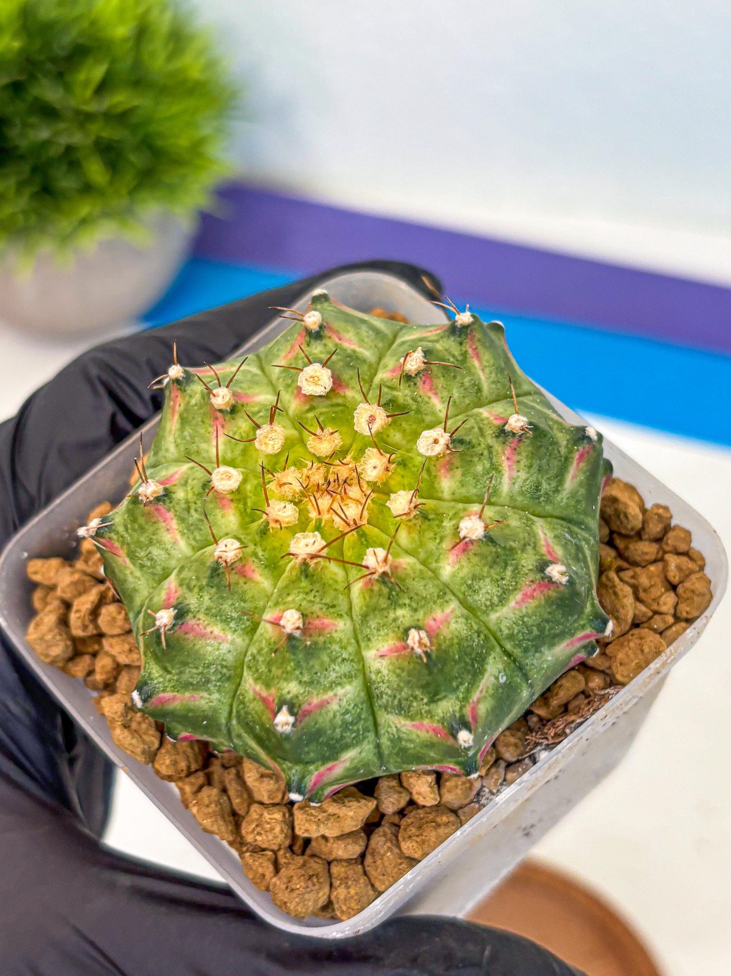 Gymnocalycium Neon (gy17) (09) | Collector’s Edition