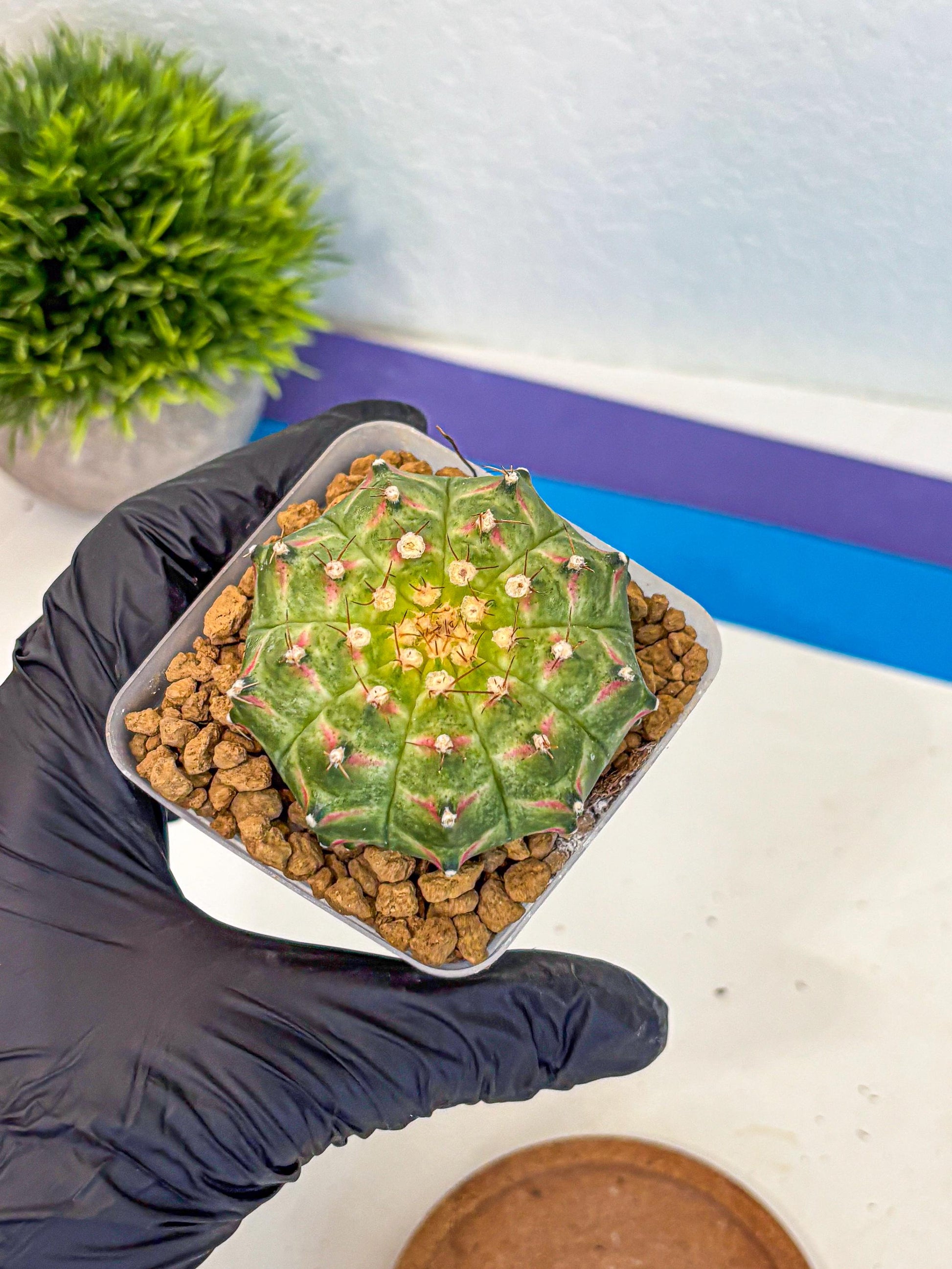 Gymnocalycium Neon (gy17) (09) | Collector’s Edition