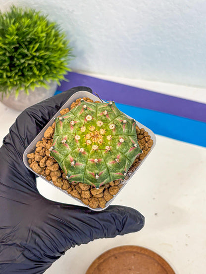 Gymnocalycium Neon (gy17) (09) | Collector’s Edition