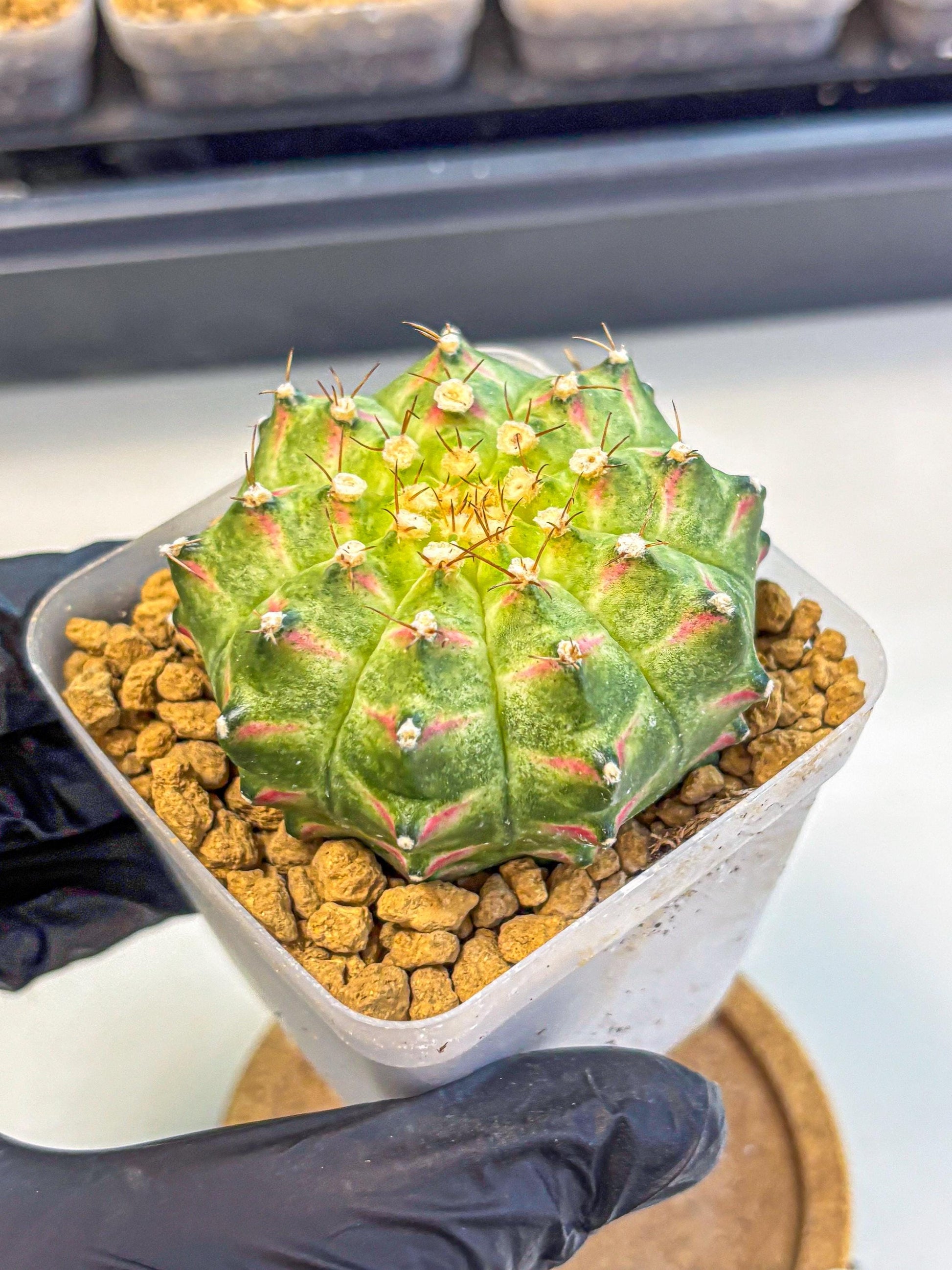 Gymnocalycium Neon (gy17) (09) | Collector’s Edition
