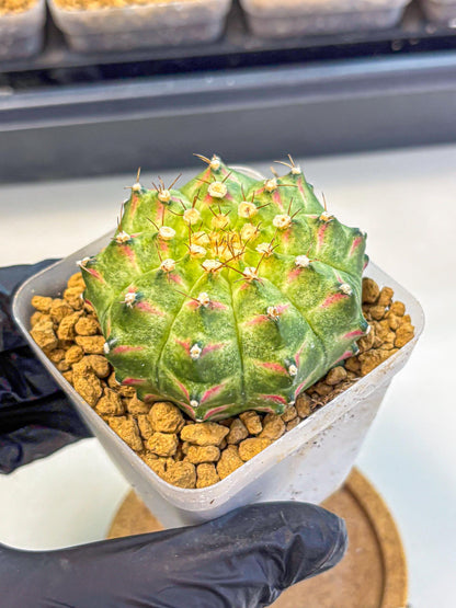 Gymnocalycium Neon (gy17) (09) | Collector’s Edition