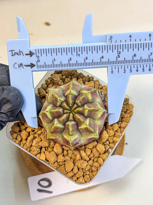 Gymnocalycium Aas Gen2 (gy17) (10) | Collector’s Edition