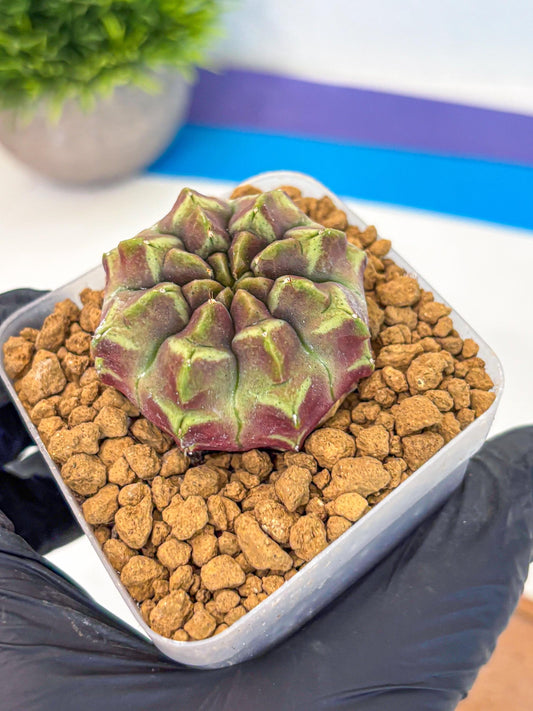 Gymnocalycium Aas Gen2 (gy17) (10) | Collector’s Edition