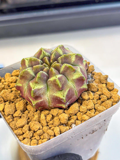 Gymnocalycium Aas Gen2 (gy17) (10) | Collector’s Edition