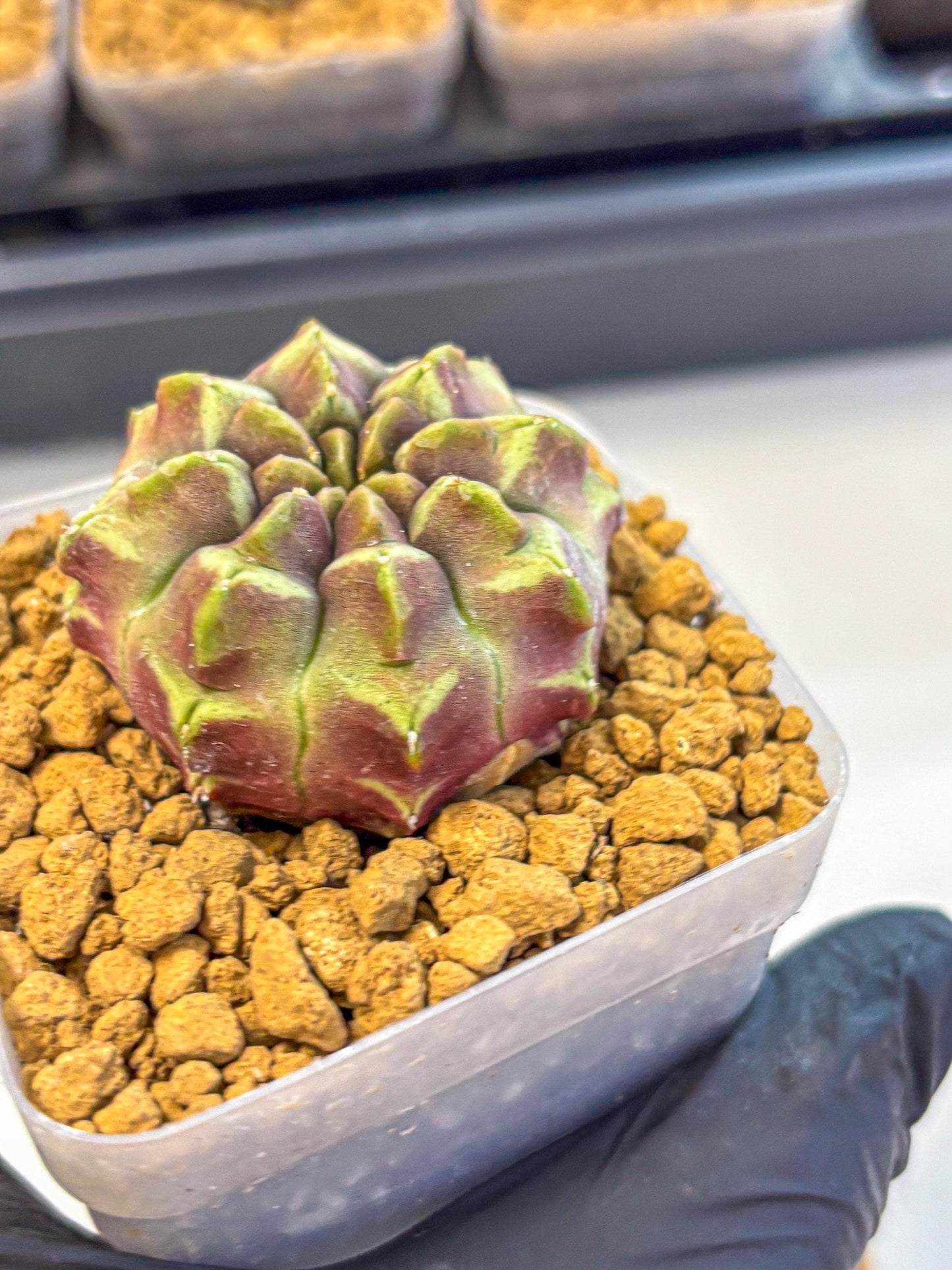 Gymnocalycium Aas Gen2 (gy17) (10) | Collector’s Edition