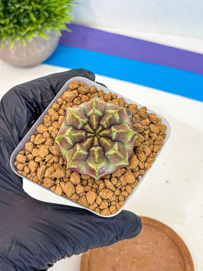 Gymnocalycium Aas Gen2 (gy17) (10) | Collector’s Edition