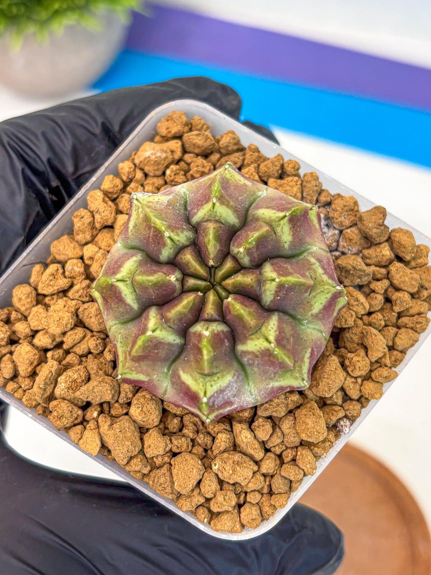 Gymnocalycium Aas Gen2 (gy17) (10) | Collector’s Edition