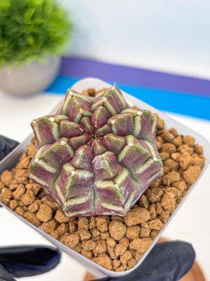 Gymnocalycium Aas Gen2 (gy17) (11) | Collector’s Edition