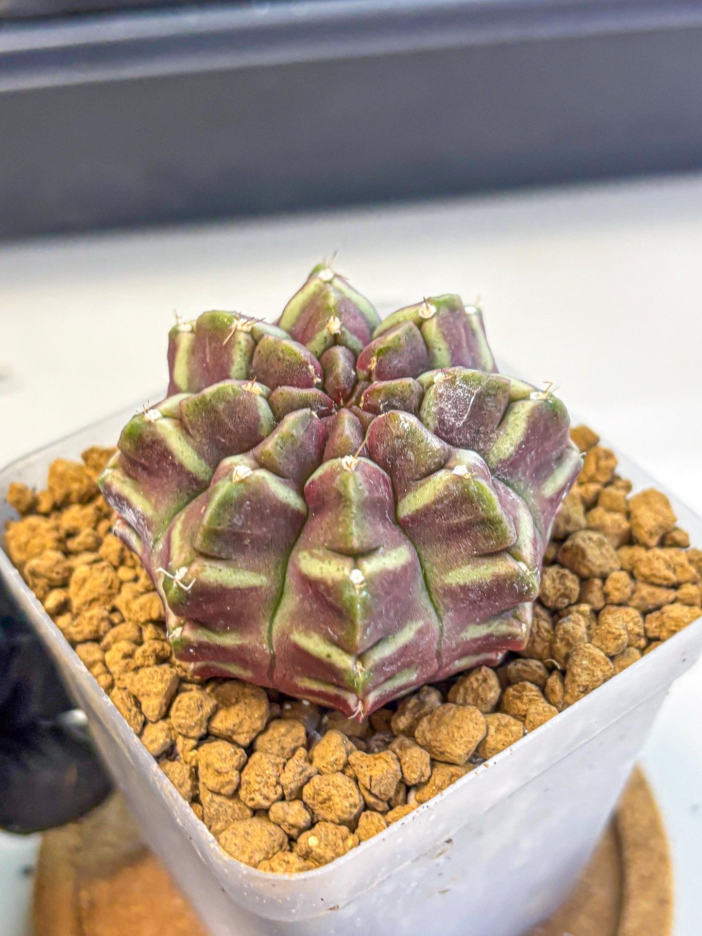 Gymnocalycium Aas Gen2 (gy17) (11) | Collector’s Edition