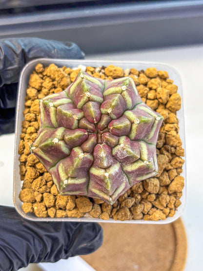 Gymnocalycium Aas Gen2 (gy17) (11) | Collector’s Edition