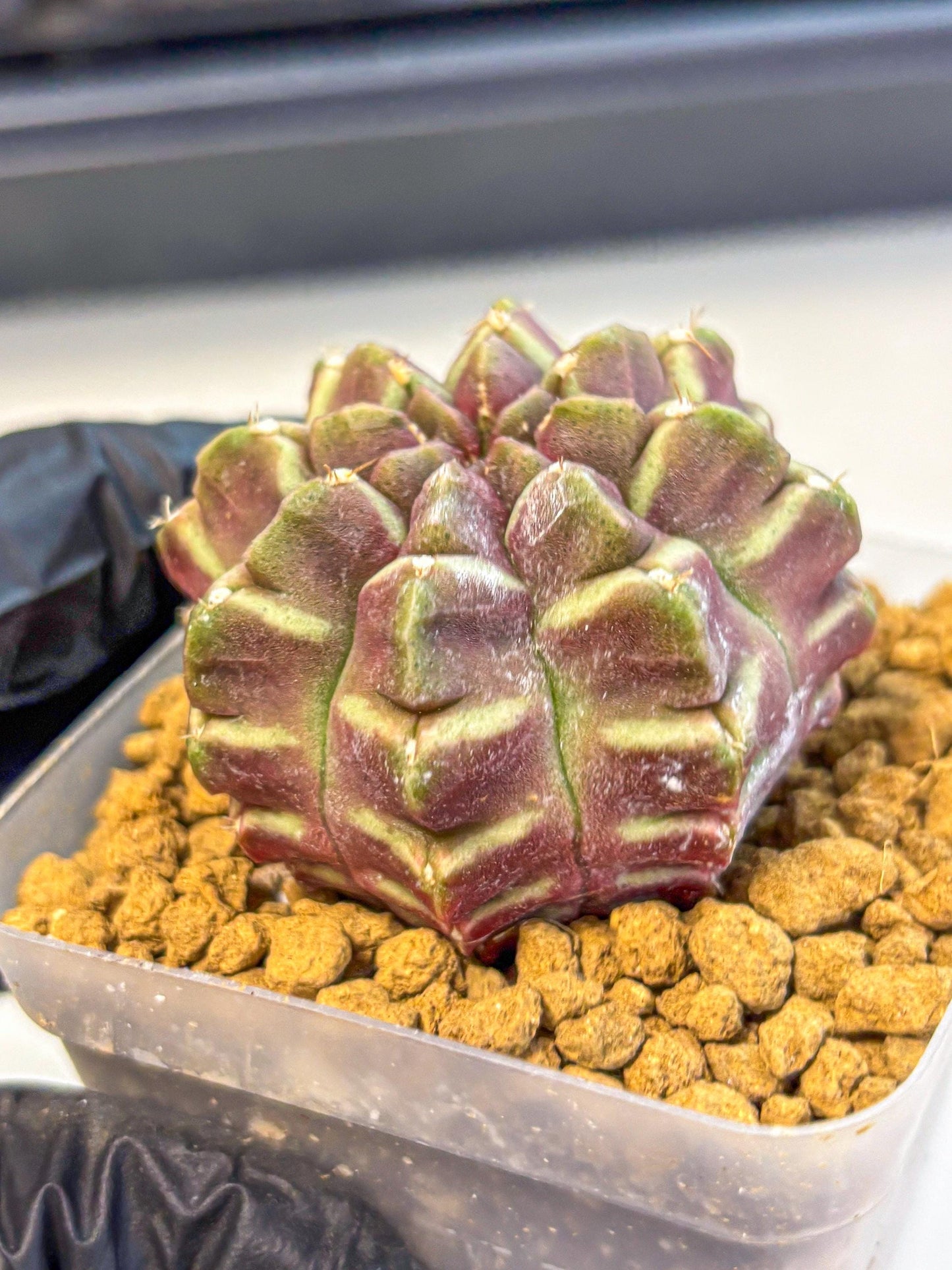 Gymnocalycium Aas Gen2 (gy17) (11) | Collector’s Edition