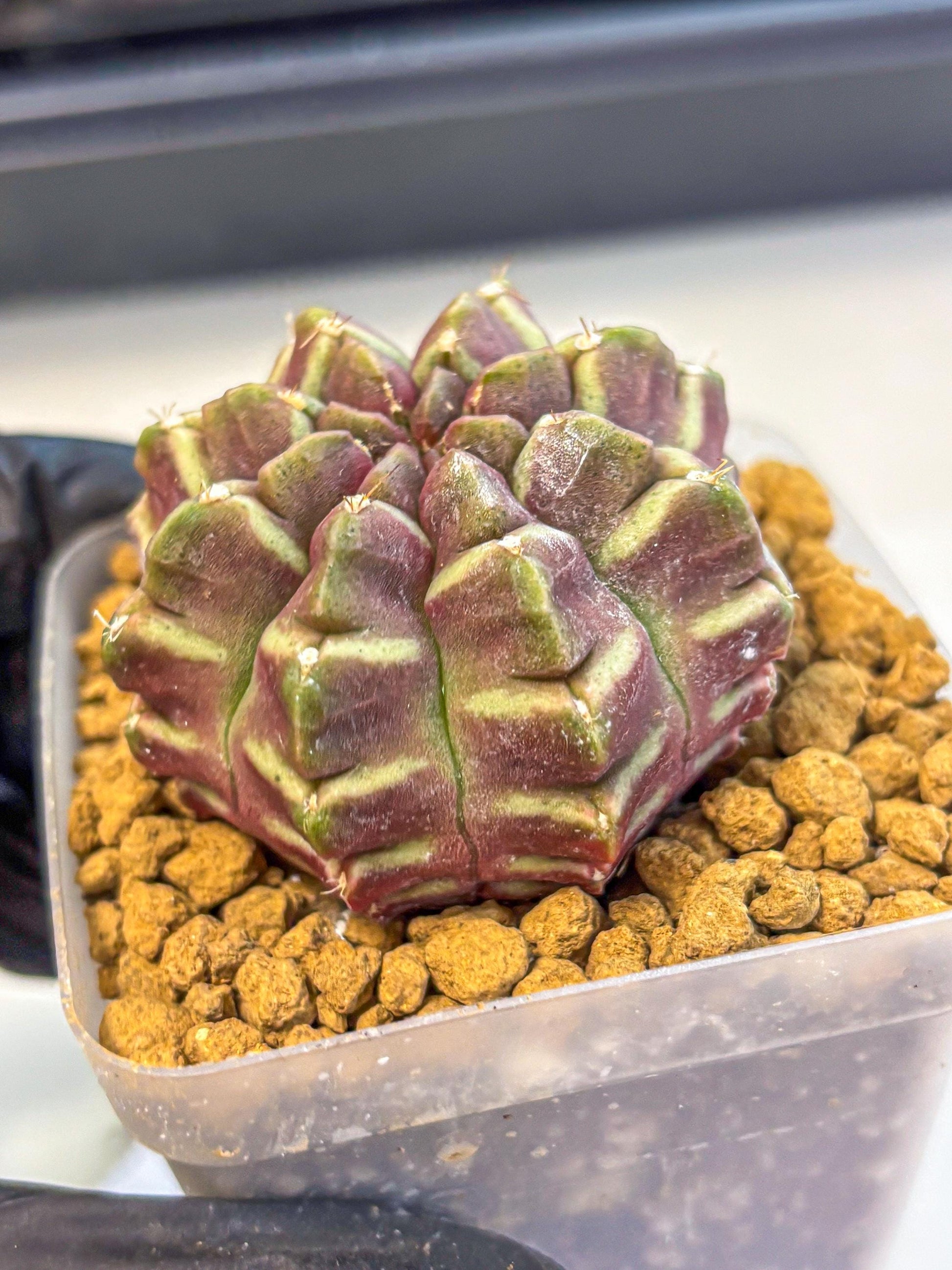 Gymnocalycium Aas Gen2 (gy17) (11) | Collector’s Edition
