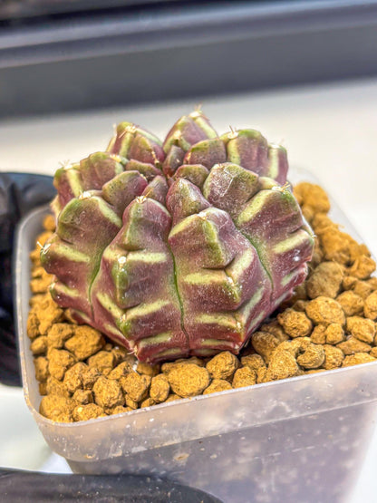 Gymnocalycium Aas Gen2 (gy17) (11) | Collector’s Edition