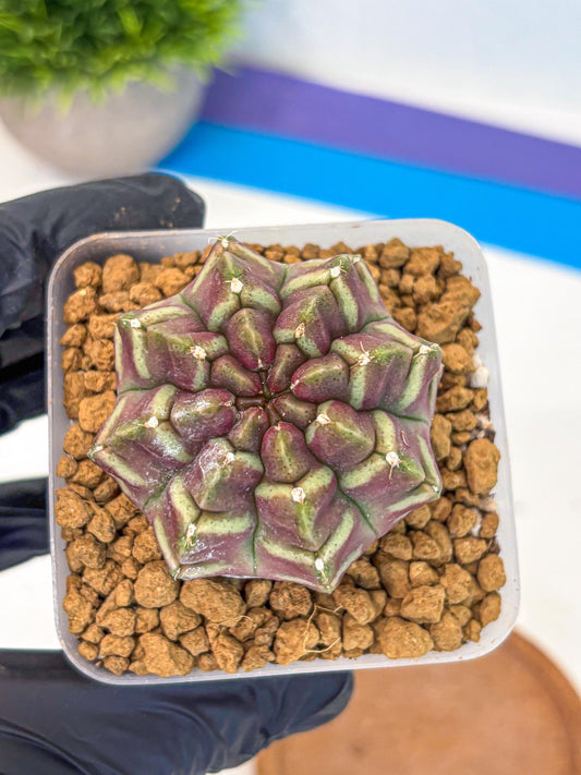 Gymnocalycium Aas Gen2 (gy17) (11) | Collector’s Edition