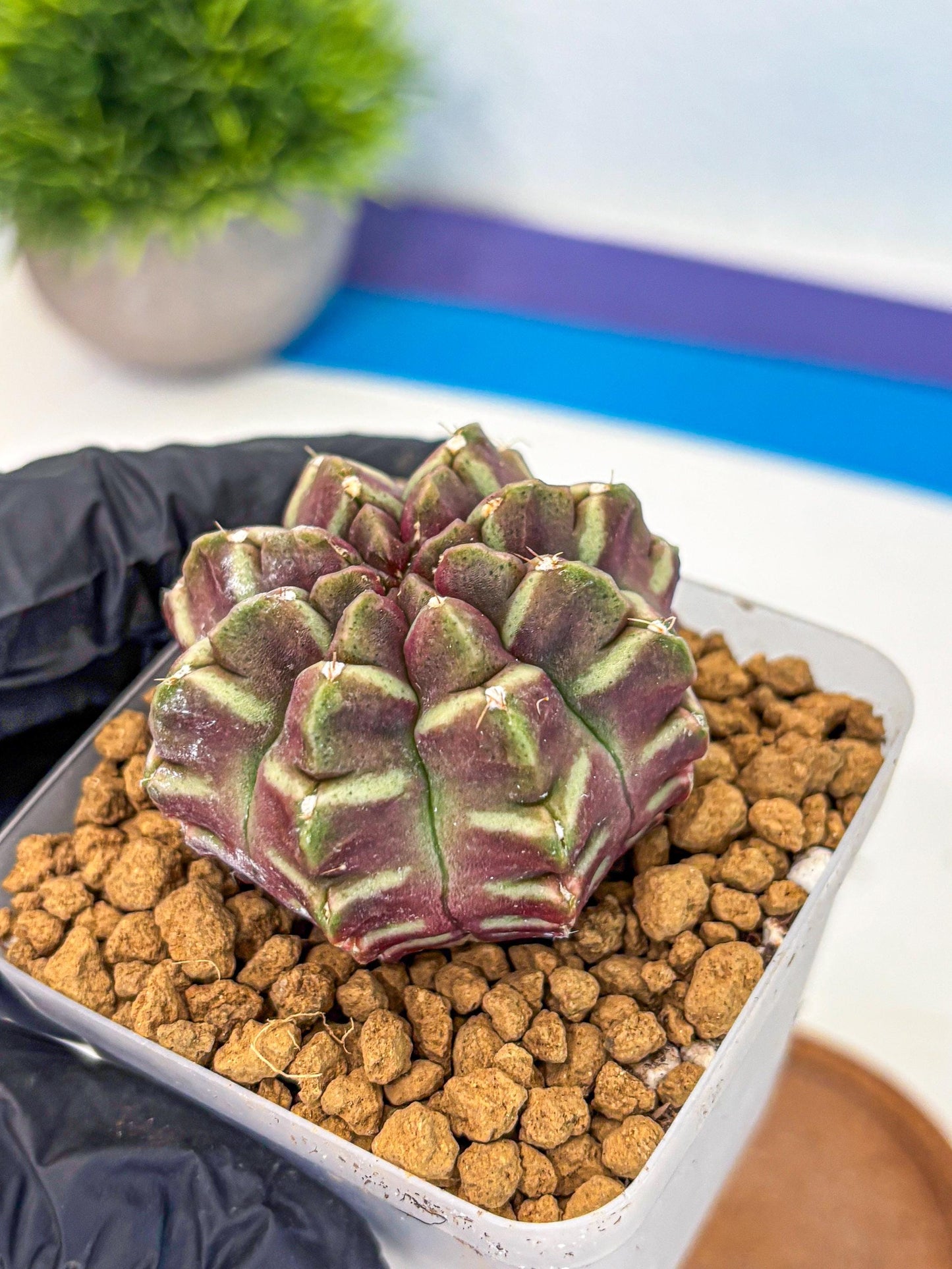 Gymnocalycium Aas Gen2 (gy17) (11) | Collector’s Edition