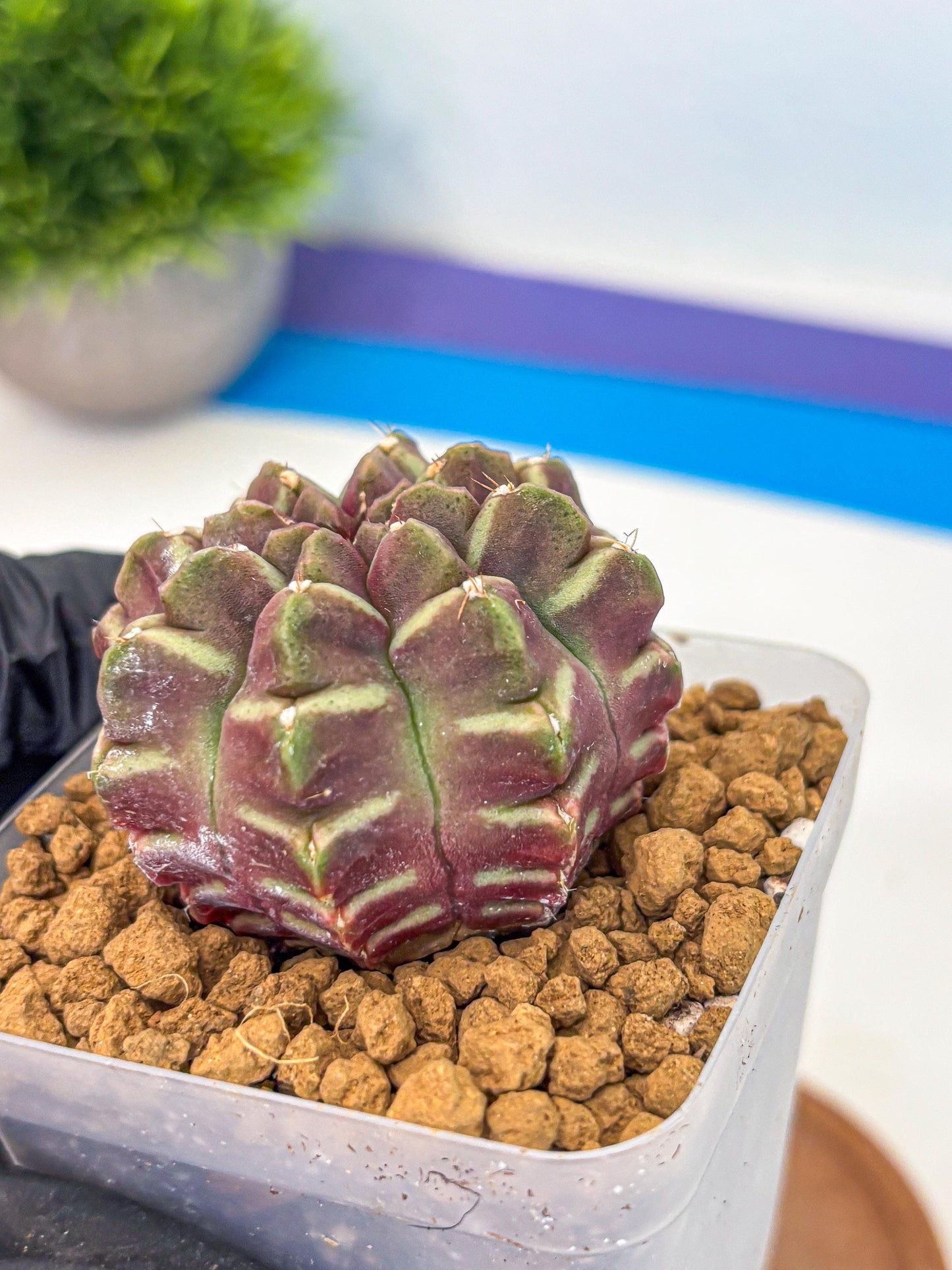 Gymnocalycium Aas Gen2 (gy17) (11) | Collector’s Edition