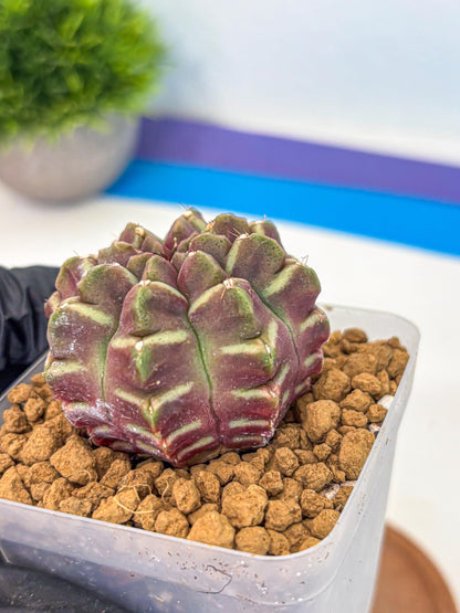 Gymnocalycium Aas Gen2 (gy17) (11) | Collector’s Edition