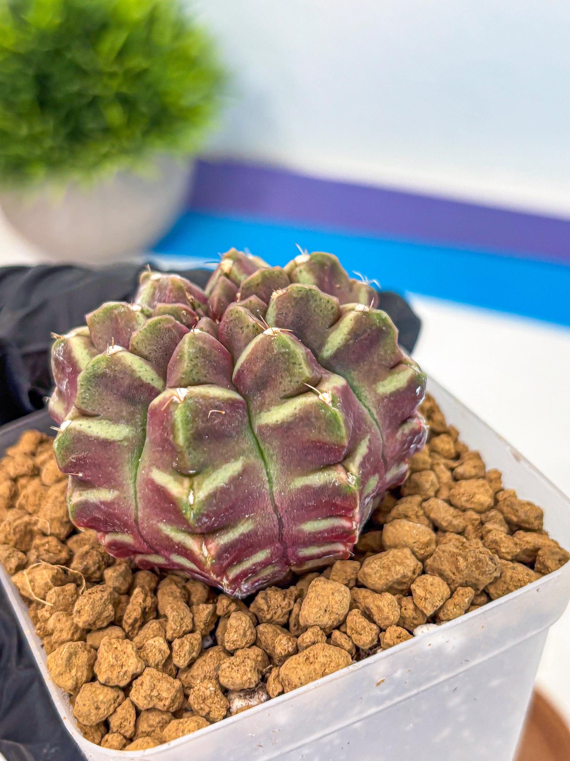 Gymnocalycium Aas Gen2 (gy17) (11) | Collector’s Edition