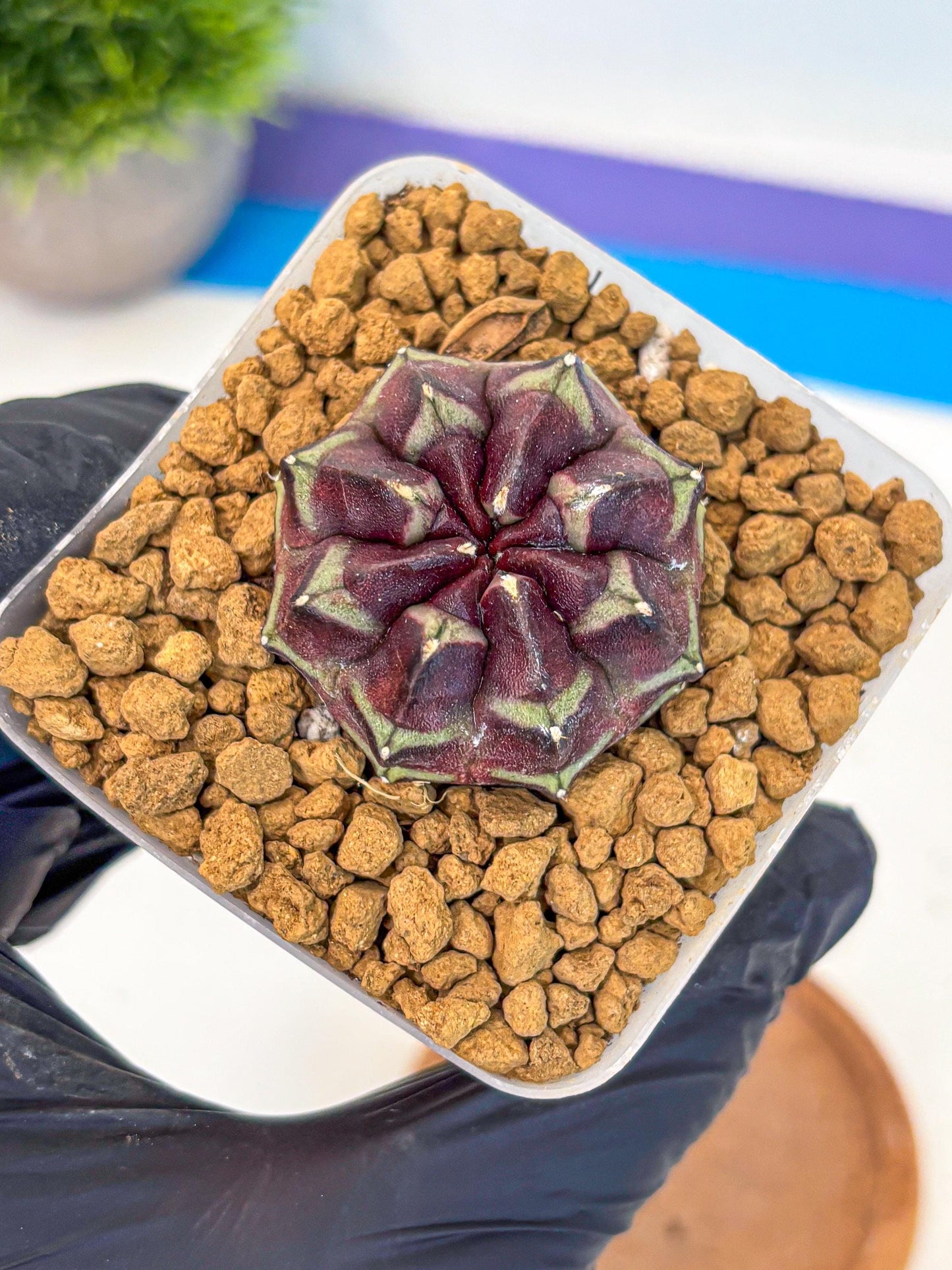Gymnocalycium Aas Gen2 (gy17) (12) | Collector’s Edition