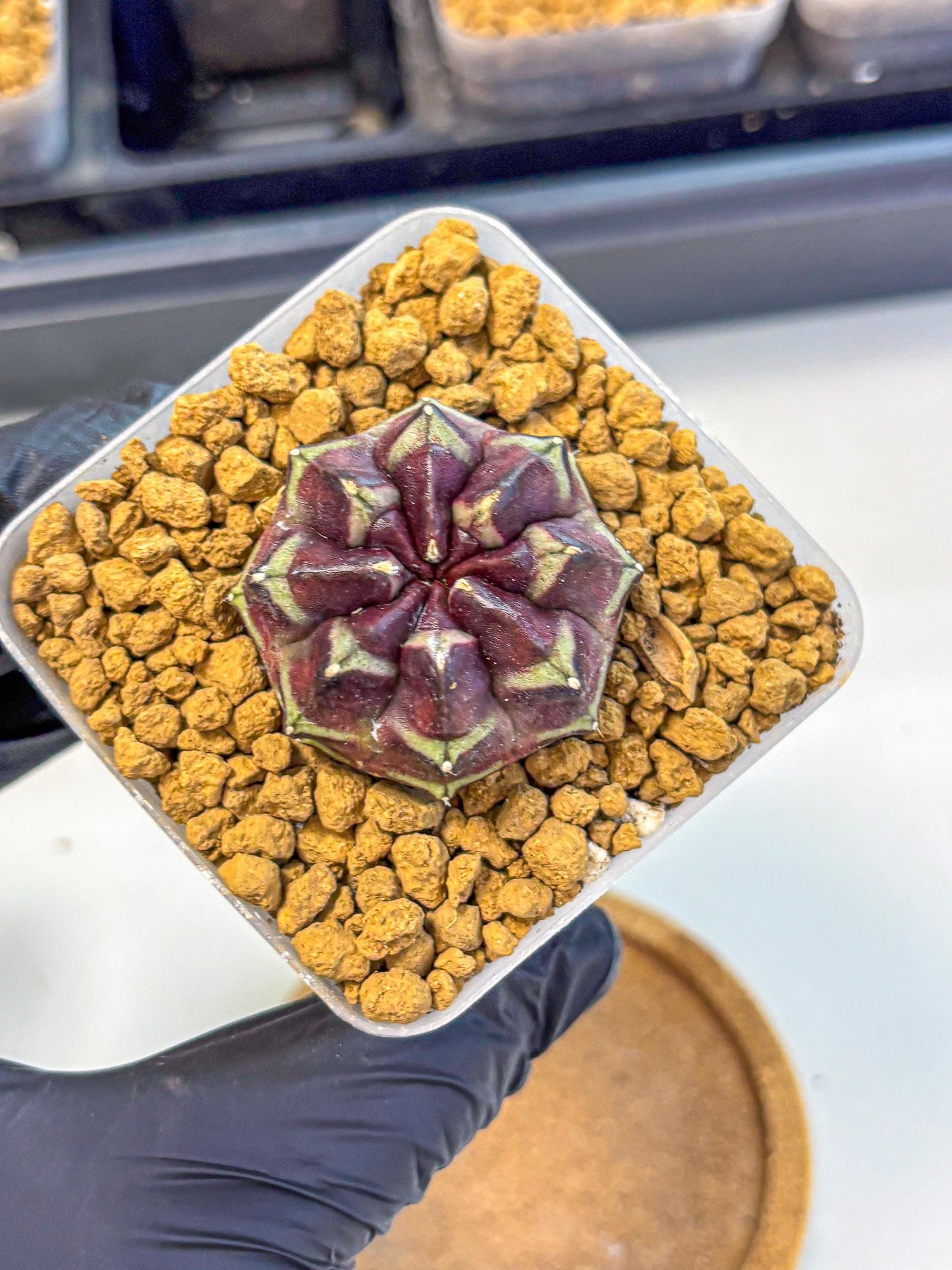 Gymnocalycium Aas Gen2 (gy17) (12) | Collector’s Edition