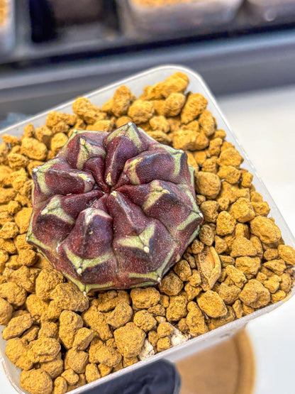 Gymnocalycium Aas Gen2 (gy17) (12) | Collector’s Edition