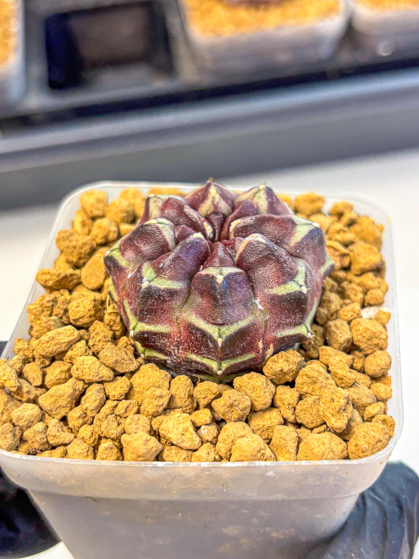 Gymnocalycium Aas Gen2 (gy17) (12) | Collector’s Edition