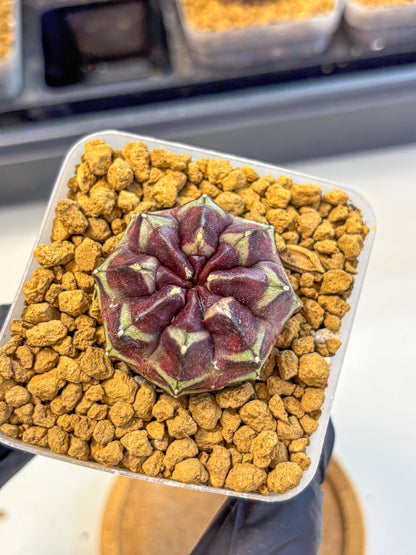 Gymnocalycium Aas Gen2 (gy17) (12) | Collector’s Edition