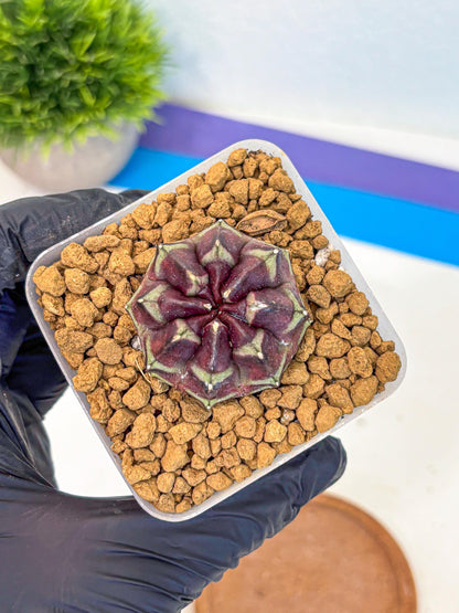 Gymnocalycium Aas Gen2 (gy17) (12) | Collector’s Edition