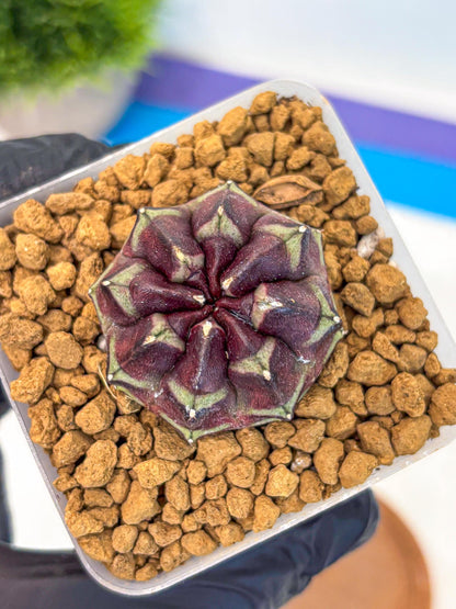 Gymnocalycium Aas Gen2 (gy17) (12) | Collector’s Edition