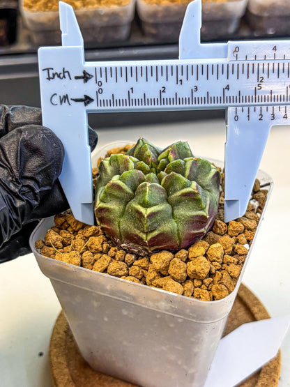 Gymnocalycium Aas Gen2 (gy17) (13) | Collector’s Edition