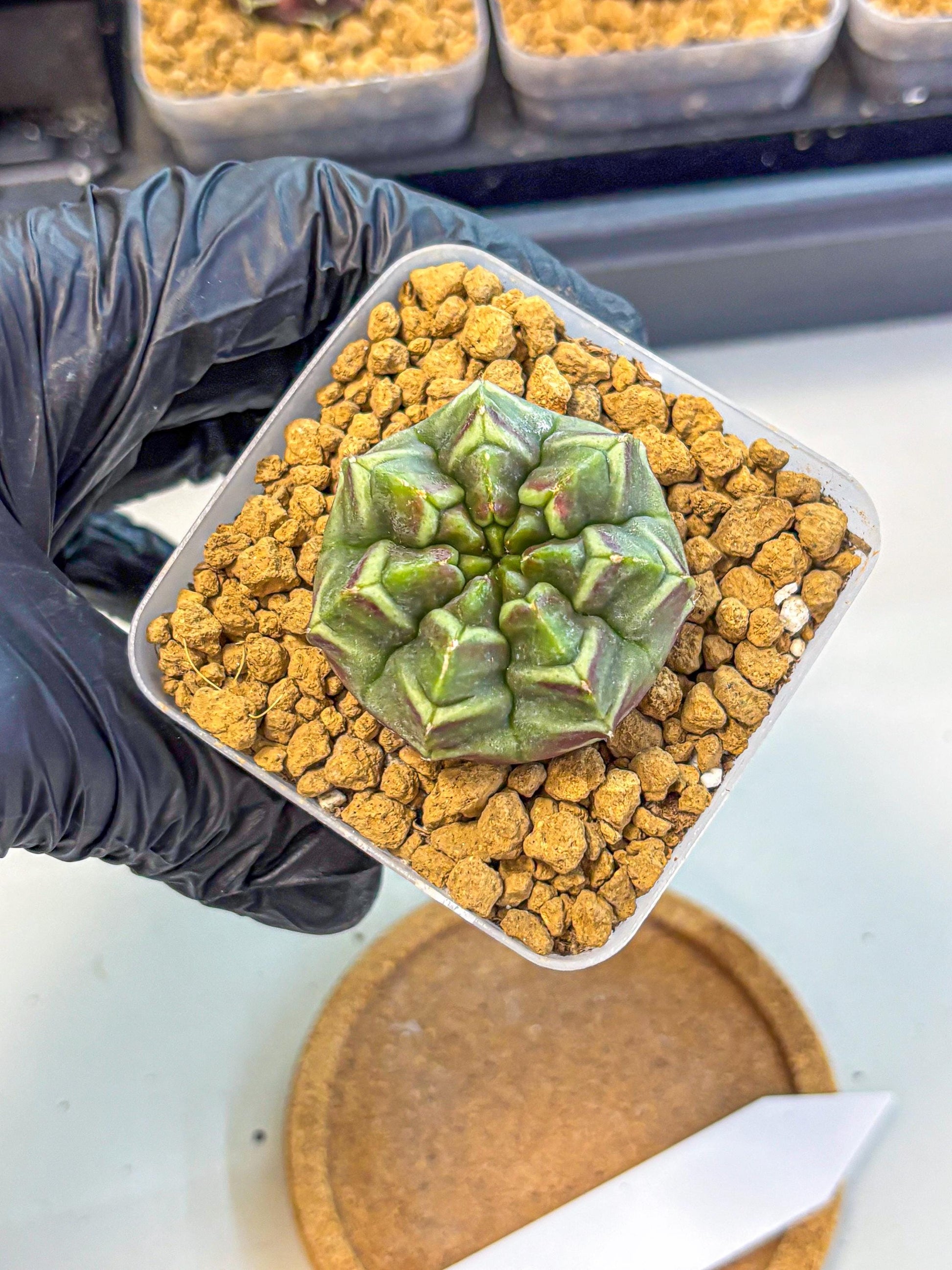 Gymnocalycium Aas Gen2 (gy17) (13) | Collector’s Edition