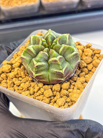 Gymnocalycium Aas Gen2 (gy17) (13) | Collector’s Edition