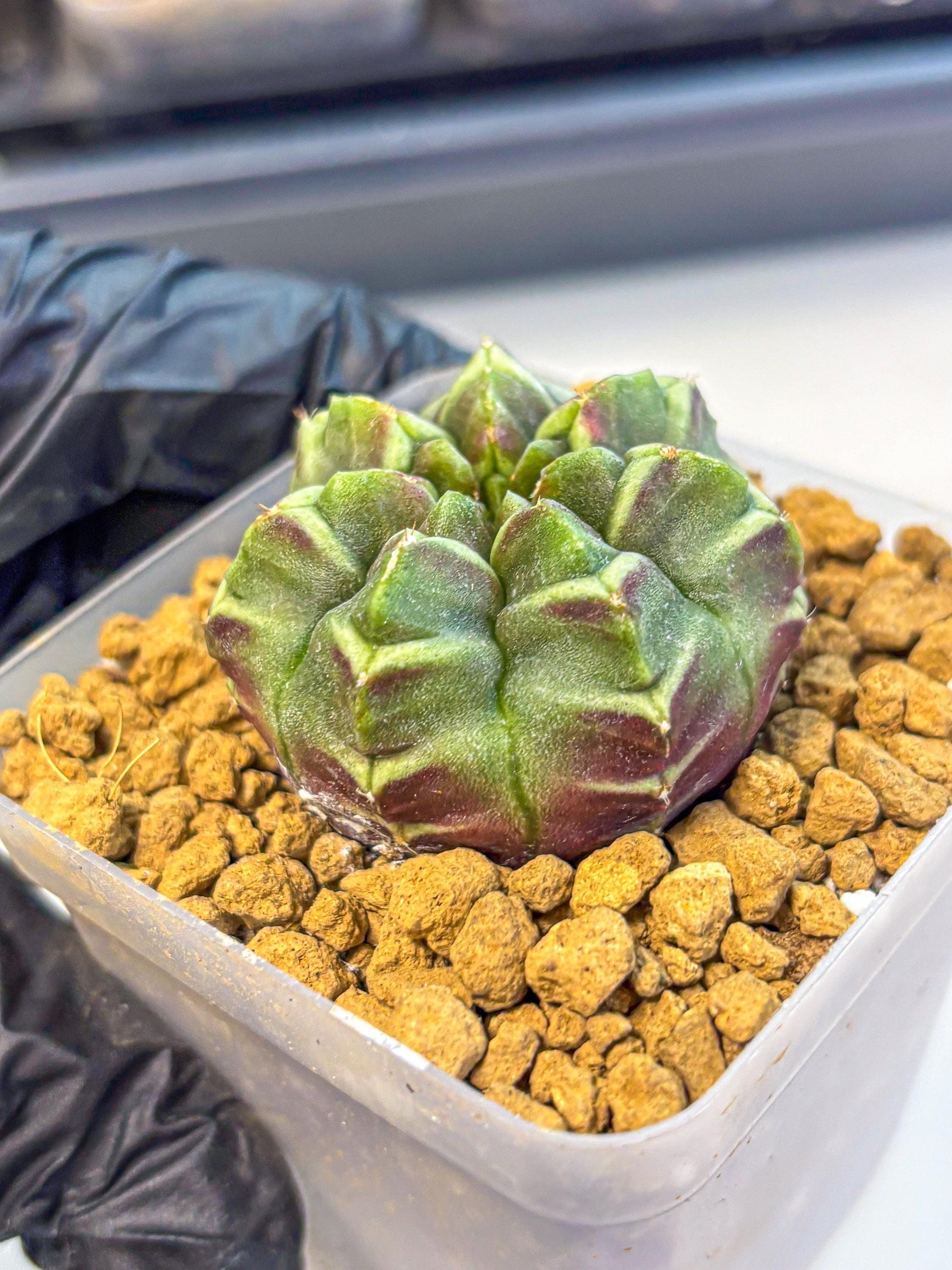 Gymnocalycium Aas Gen2 (gy17) (13) | Collector’s Edition
