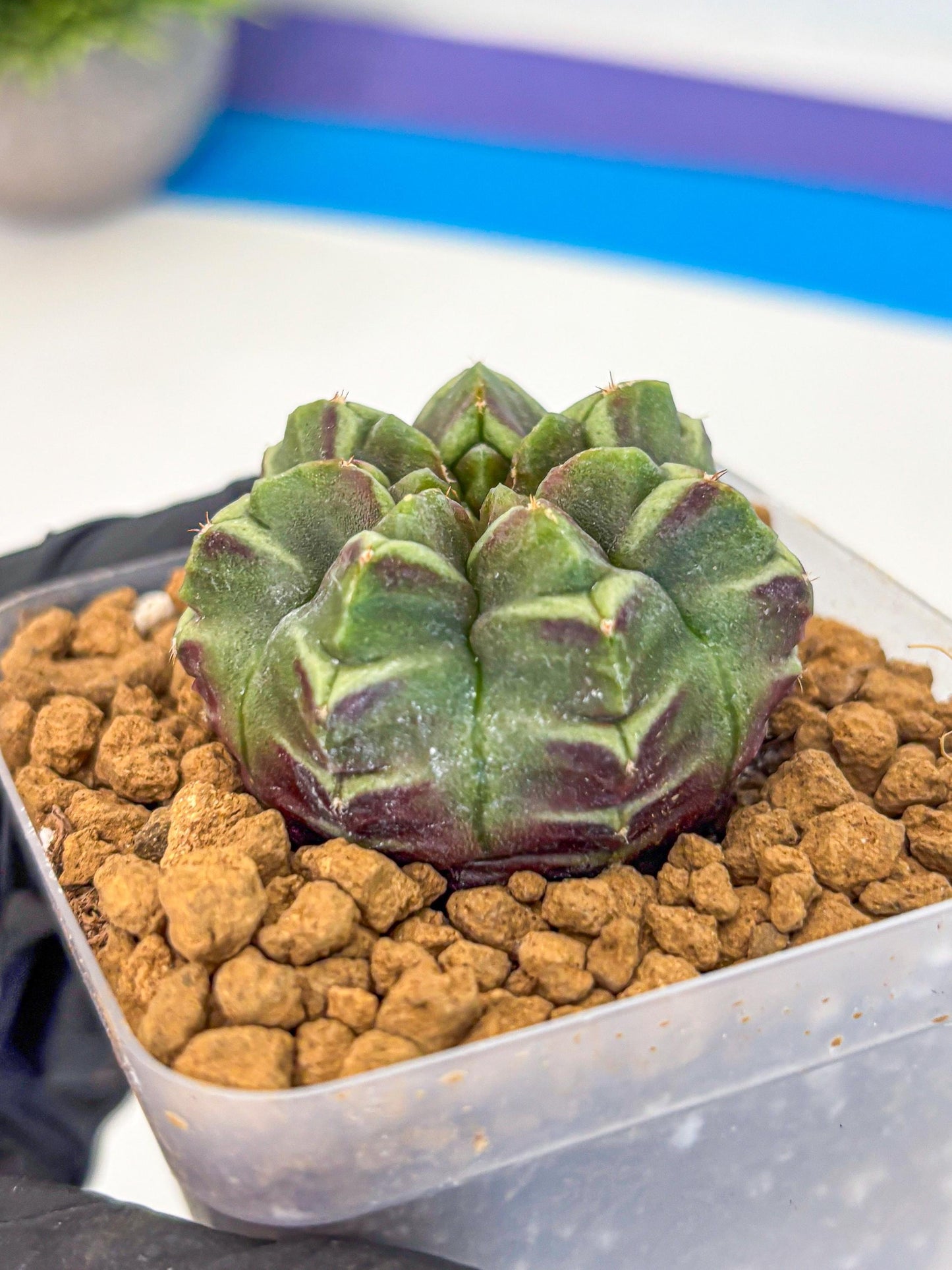 Gymnocalycium Aas Gen2 (gy17) (13) | Collector’s Edition