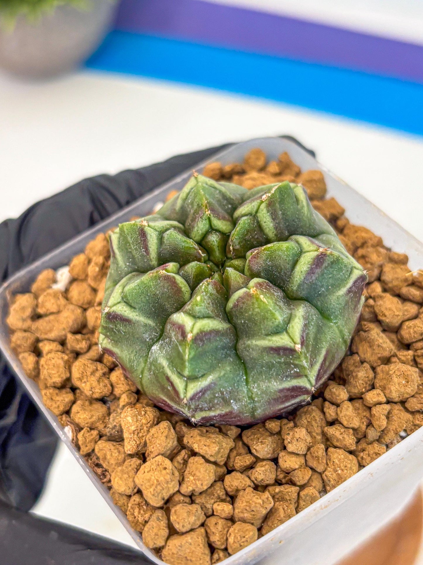 Gymnocalycium Aas Gen2 (gy17) (13) | Collector’s Edition
