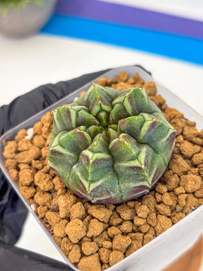 Gymnocalycium Aas Gen2 (gy17) (13) | Collector’s Edition