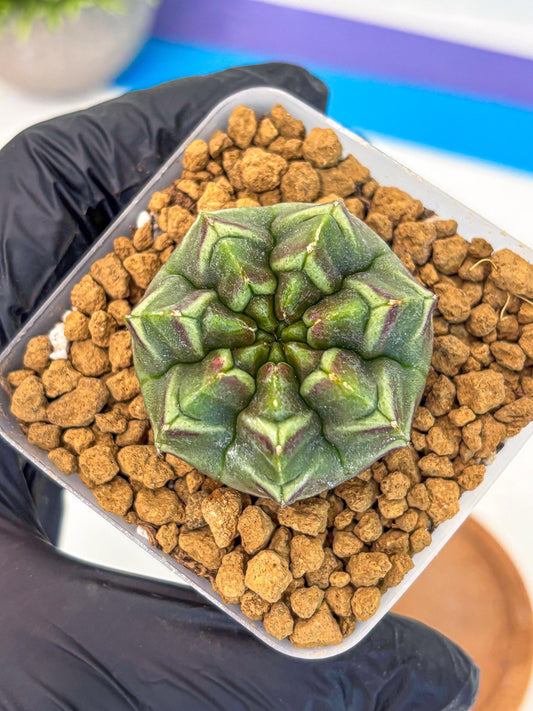 Gymnocalycium Aas Gen2 (gy17) (13) | Collector’s Edition