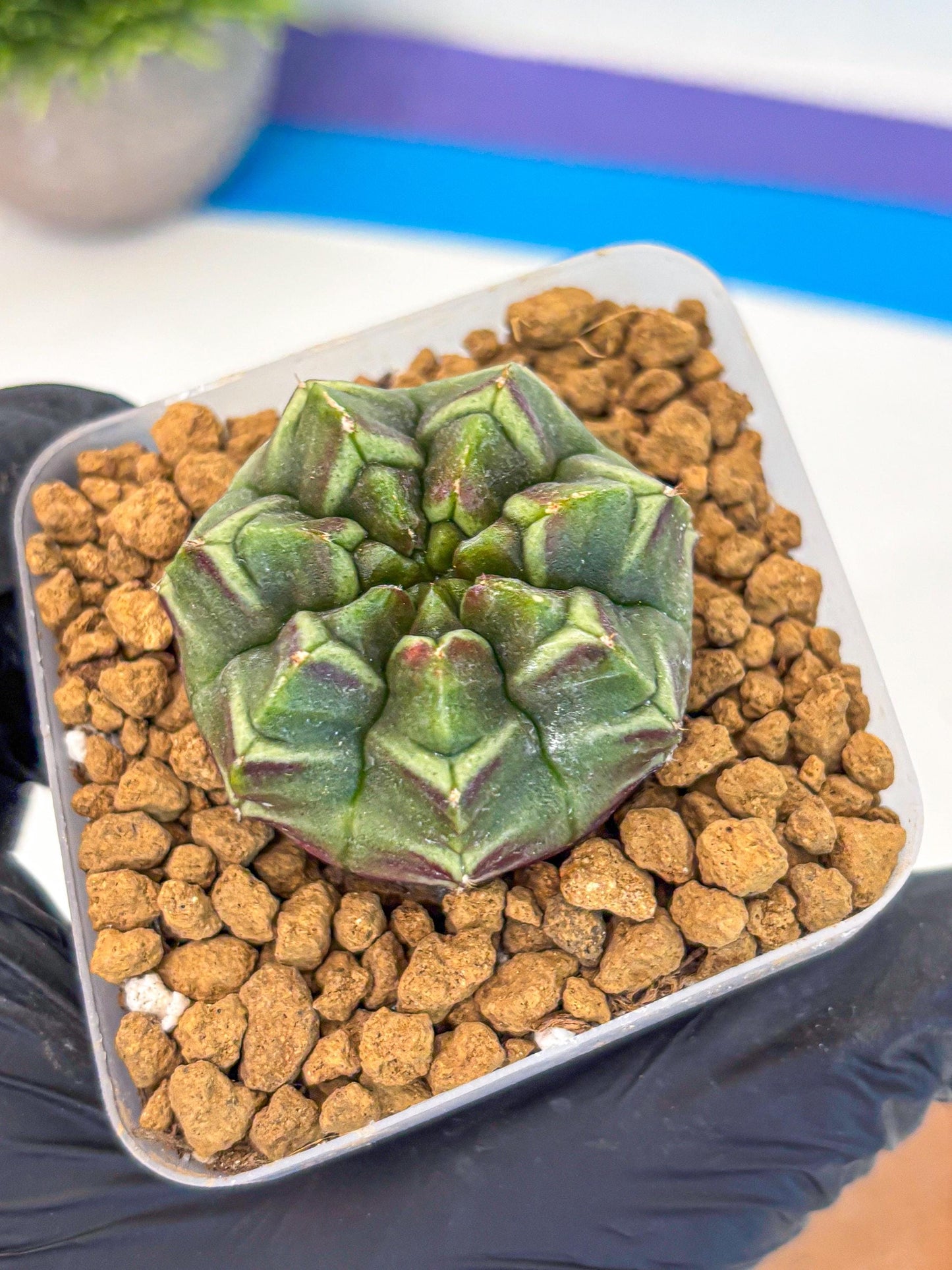 Gymnocalycium Aas Gen2 (gy17) (13) | Collector’s Edition
