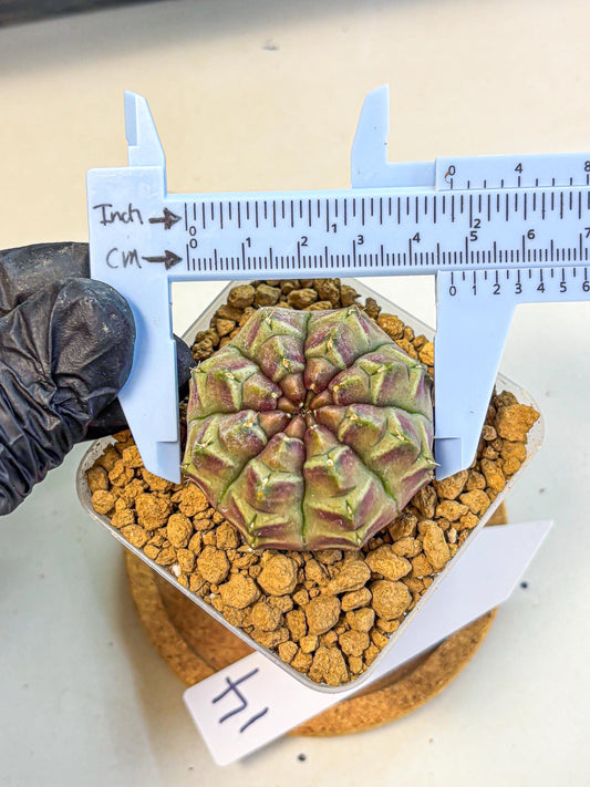 Gymnocalycium Aas Gen2 (gy17) (14) | Collector’s Edition