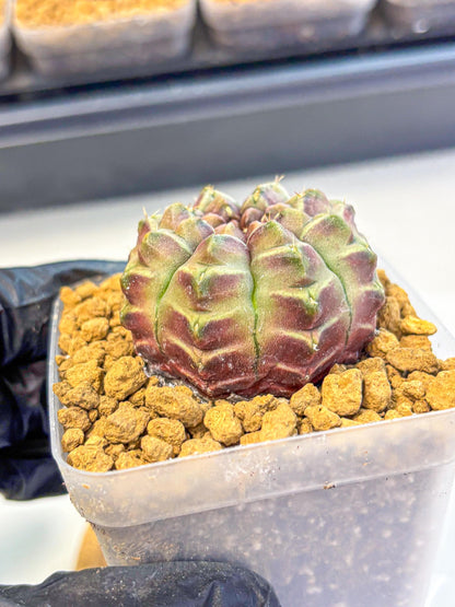 Gymnocalycium Aas Gen2 (gy17) (14) | Collector’s Edition