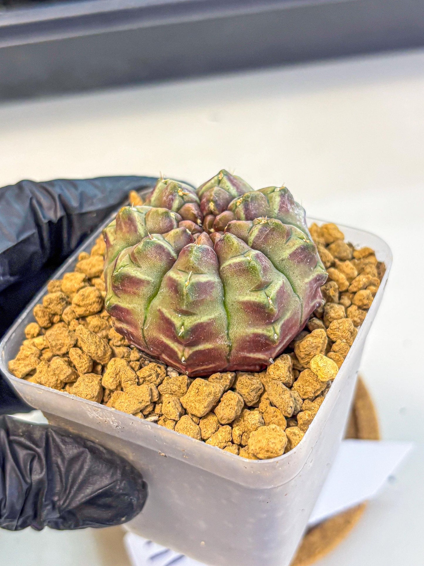 Gymnocalycium Aas Gen2 (gy17) (14) | Collector’s Edition