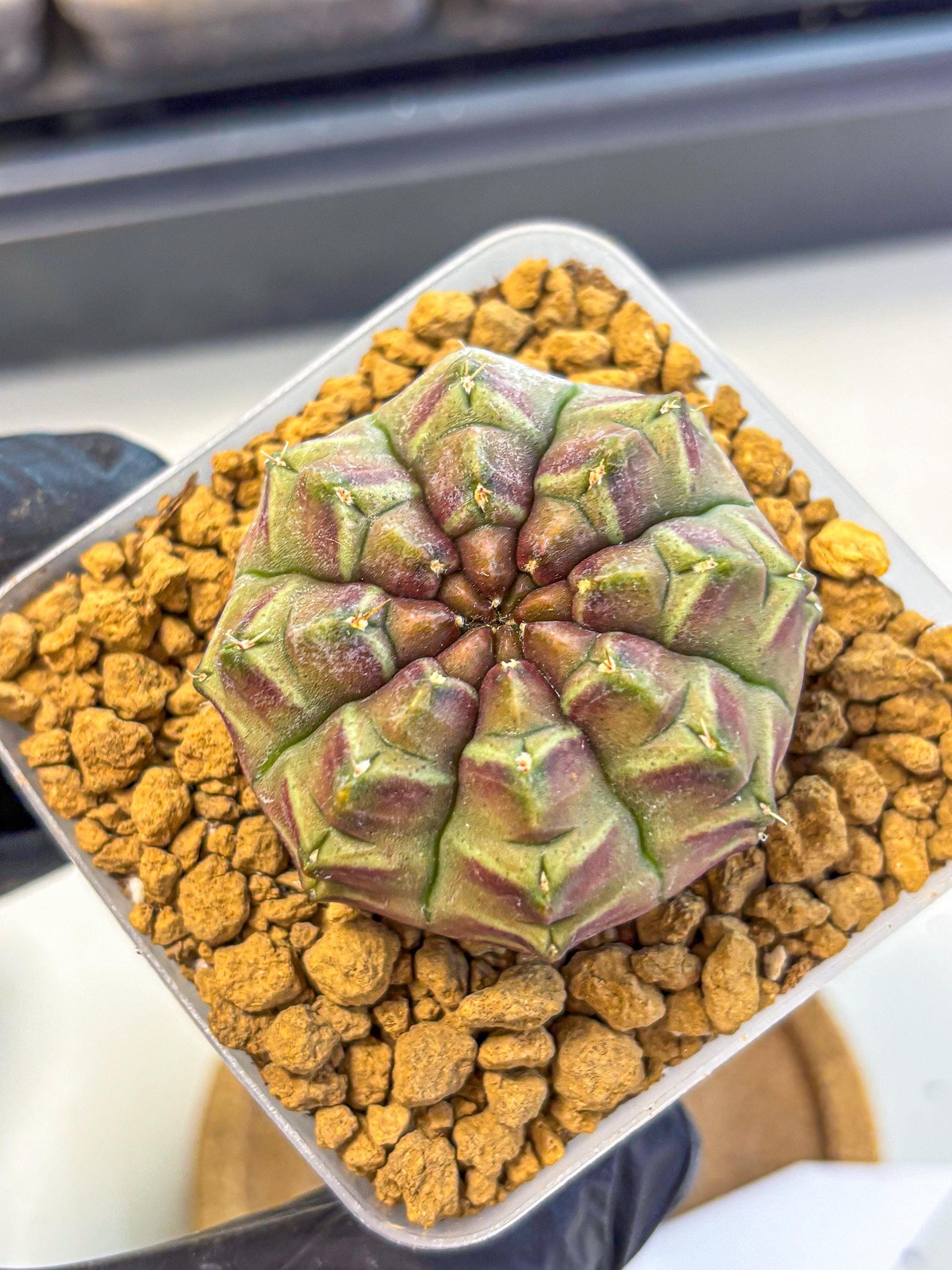 Gymnocalycium Aas Gen2 (gy17) (14) | Collector’s Edition