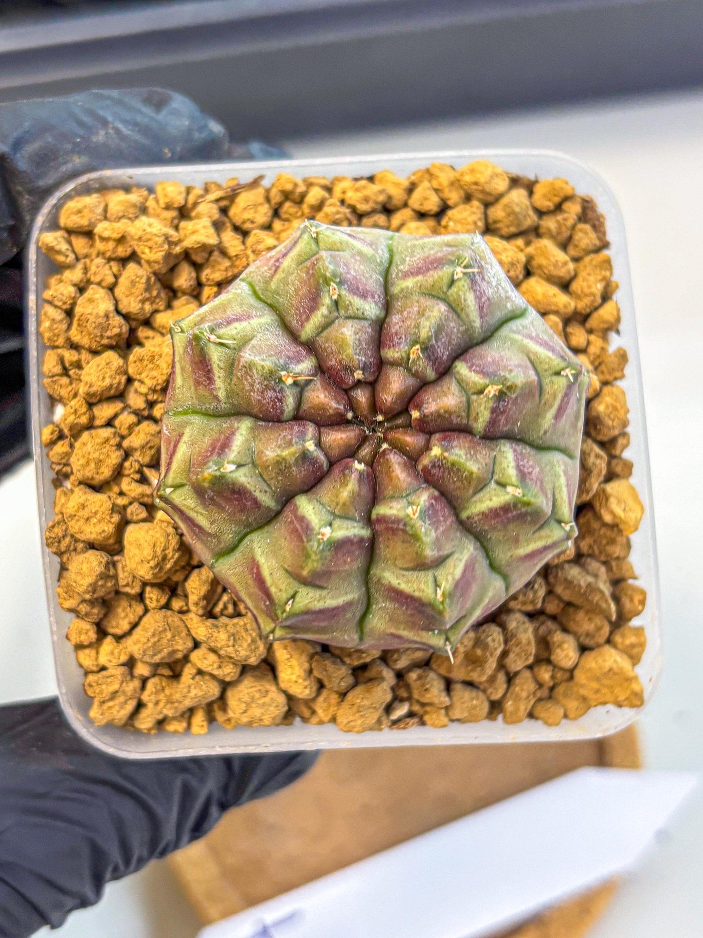 Gymnocalycium Aas Gen2 (gy17) (14) | Collector’s Edition