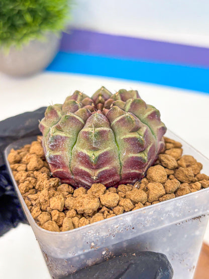 Gymnocalycium Aas Gen2 (gy17) (14) | Collector’s Edition