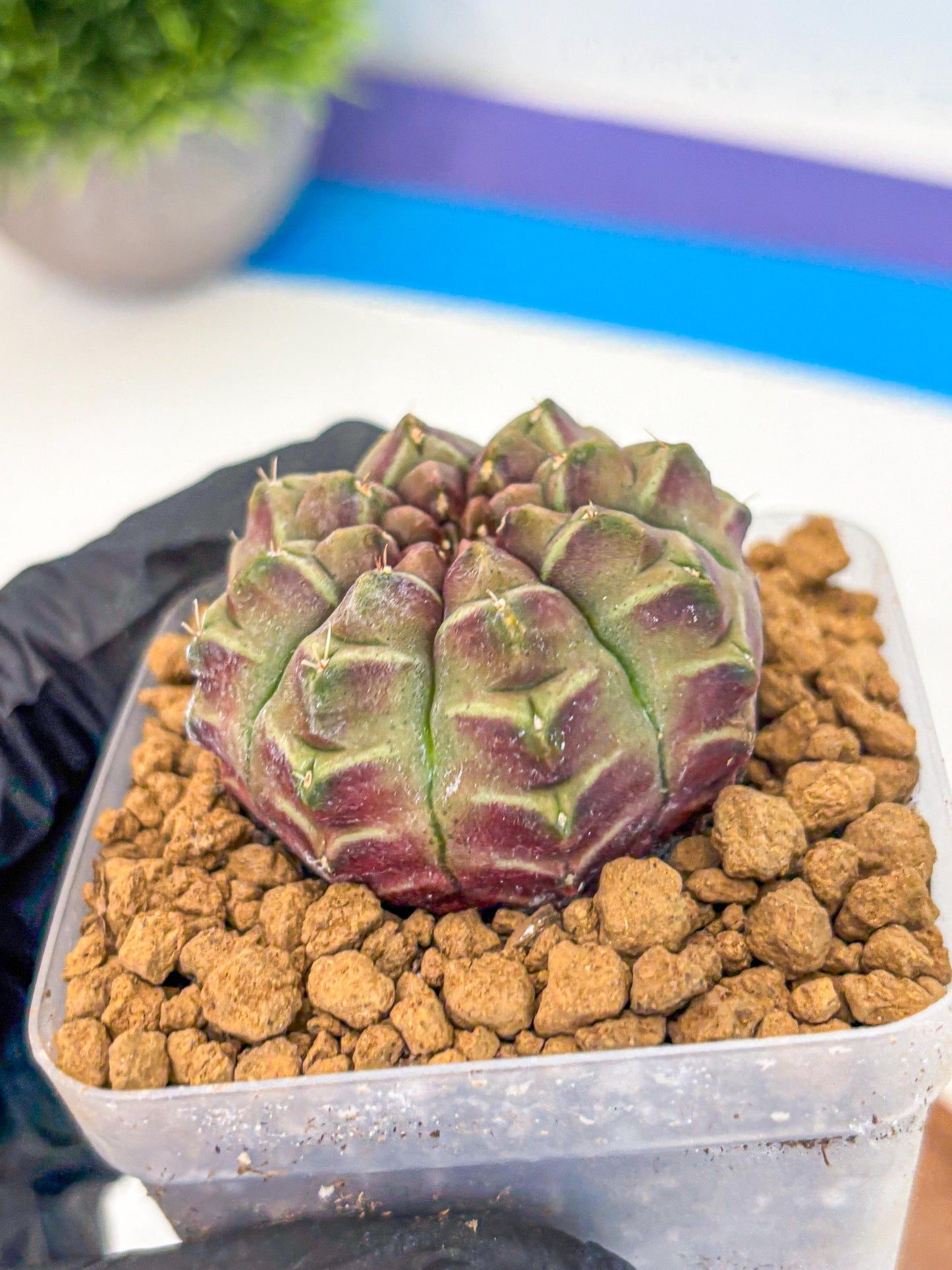 Gymnocalycium Aas Gen2 (gy17) (14) | Collector’s Edition